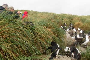 vanuit het tussac gras kijken we naar de kolonie